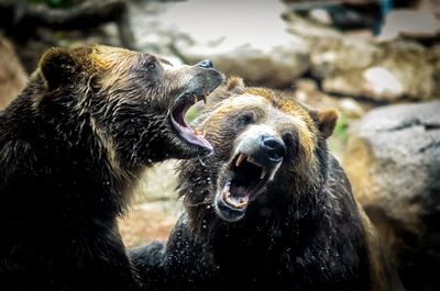 Angry wet grizzly bears against rocks