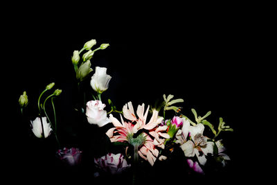 Close-up of flowers against black background