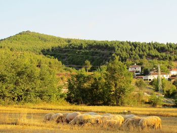 Scenic view of farm against sky