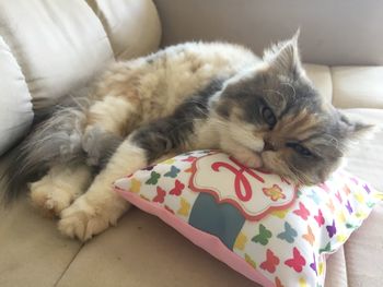 Cat lying on blanket