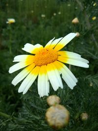 Close-up of white daisy