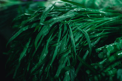 Full frame shot of fresh green plants