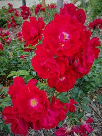 Close-up of pink flowers