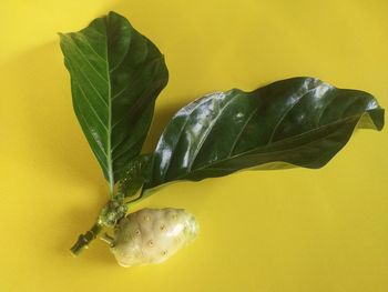 Close-up of yellow flower with green leaves