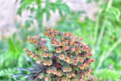 Close-up of flowering plant