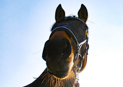 Close-up of a horse against clear sky