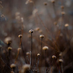 Close-up of winter flowering plant on field