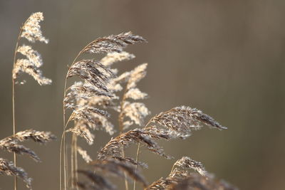 Close-up of wilted flower on field