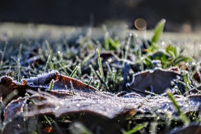 Close-up of insect on wood