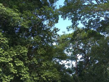 Low angle view of trees against sky