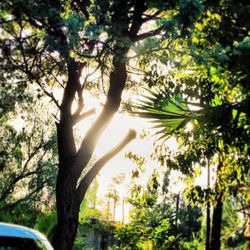 Low angle view of trees