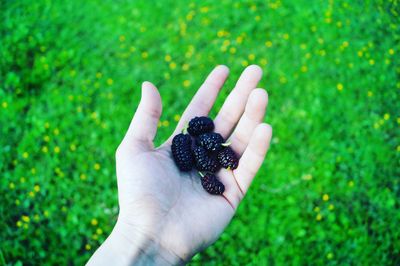 Close-up of hand holding fruit on field