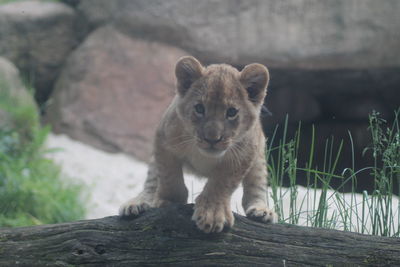 Portrait of a young lion