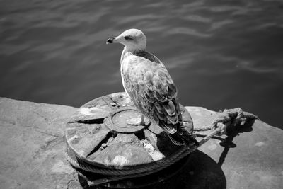 Bird perching in water