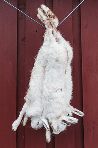 Shot rabbits hanging on a wall