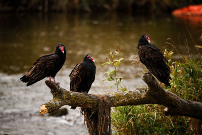 Close-up of bird perching on tree