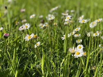 Close-up of white flowering plants on field