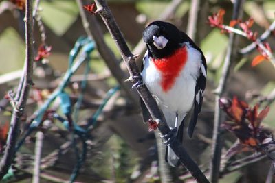 Close-up of bird perching on white background