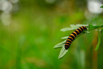 Close-up of butterfly on leaf