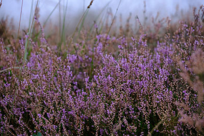 Close-up of purple flowering plants on field