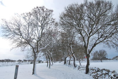 Trees on snow covered landscape