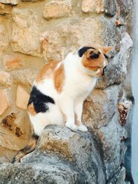 Cat on rock