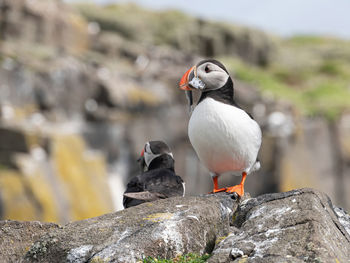 Close-up of birds perching on rock