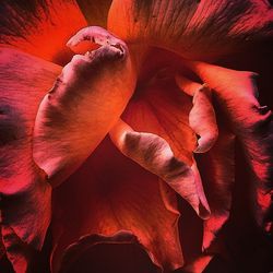 Close-up of red flower