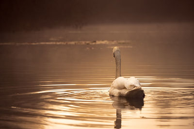 Swan swimming in a lake