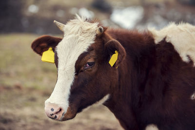 Horizontal close-up image of head of crying brown cow with horns and yellow marks on ears