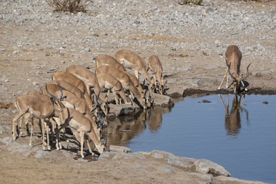 Gazelles drinking from waterhole
