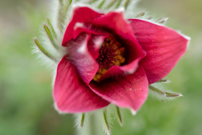 Close-up of red rose flower