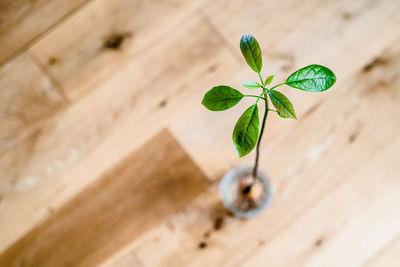 Close-up of small plant on table