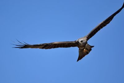 Eagle flying in sky