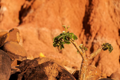 Close-up of plant growing at tatacoa desert