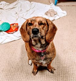 Close-up of a dog