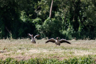 View of birds in the field