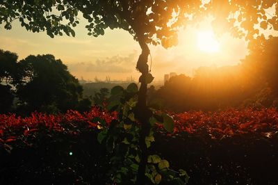 Plants and trees against sky during sunset