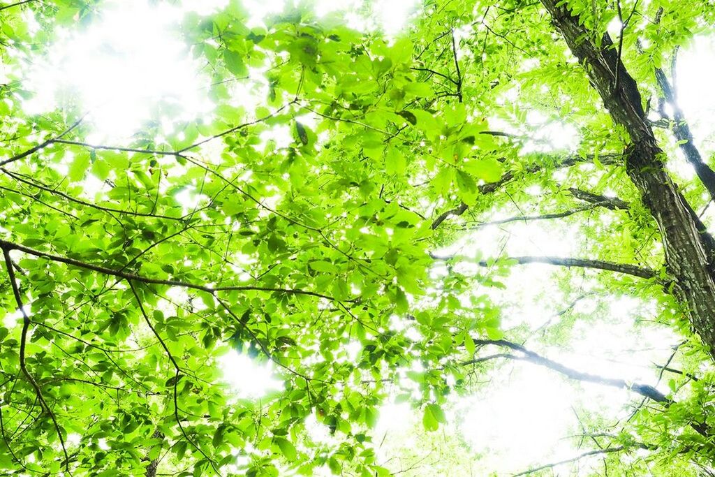 LOW ANGLE VIEW OF TREES AGAINST SKY