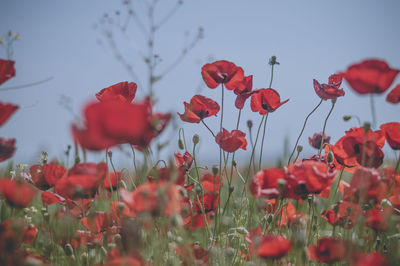 Close-up of red poppy flowers in field