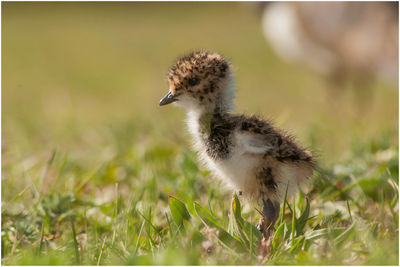 Close-up of a bird on field