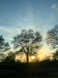 Silhouette trees on field against sky during sunset