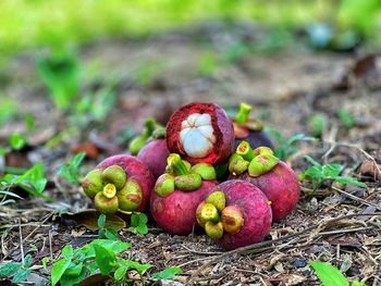 Close-up of apples on field