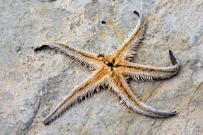 Close-up of starfish on rock