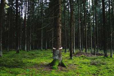 Trees and plants on field in forest