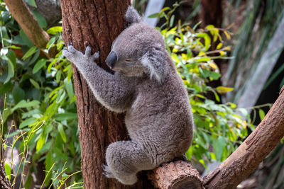 View of an animal sleeping on tree trunk