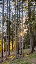 View of pine trees in forest