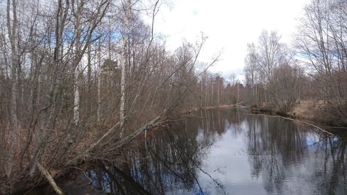 Reflection of trees in water
