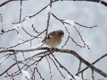 Close-up of bird perching on branch