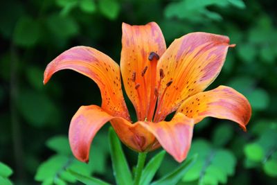 Close-up of day lily blooming outdoors